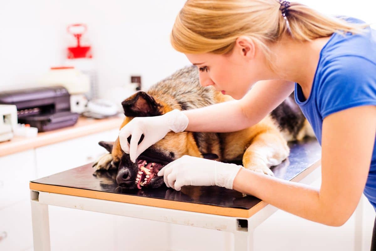 Les héros méconnus : Les vétérinaires au service du bien-être animal