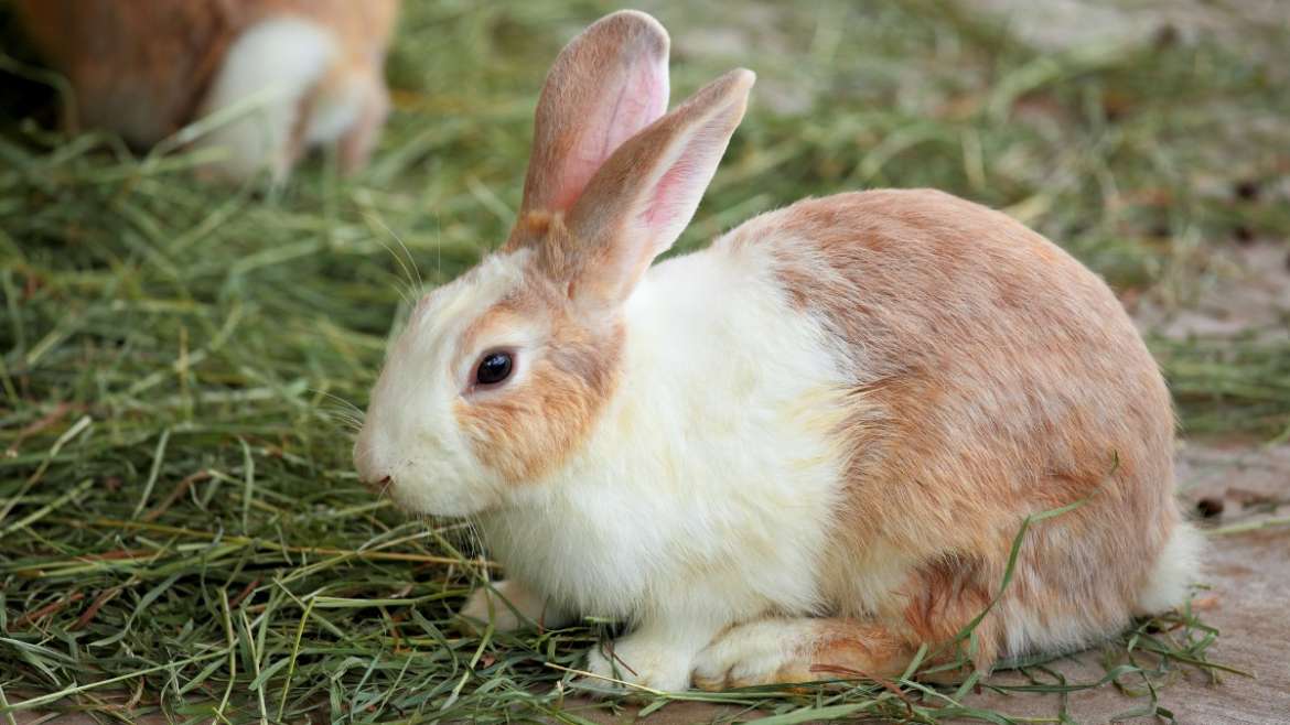 Tout ce qu’il faut savoir sur l’alimentation des lapins