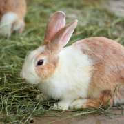 Tout ce qu’il faut savoir sur l’alimentation des lapins
